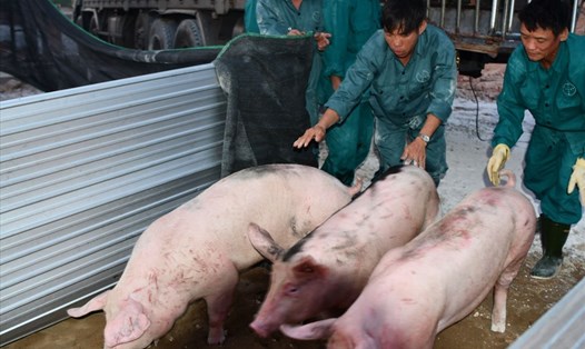 Nhập khẩu lợn thịt từ Thái Lan gần như bị tê liệt 2 tuần nay vì giá lợn trong nước giảm mạnh. Ảnh: Văn Giang