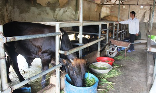 Mô hình chăn nuôi bò của một Hợp tác xã ở xã Hồng Lộc, huyện Lộc Hà, tỉnh Hà Tĩnh. Ảnh: Trần Tuấn.