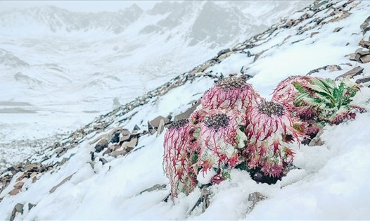 Do mưa lũ ở Trung Quốc kéo dài đã khiến tuyết bất ngờ rơi ngay giữa mùa hè tại Khu Bảo tồn thiên nhiên Núi tuyết Baima, tỉnh Vân Nam. Ảnh: CGTN