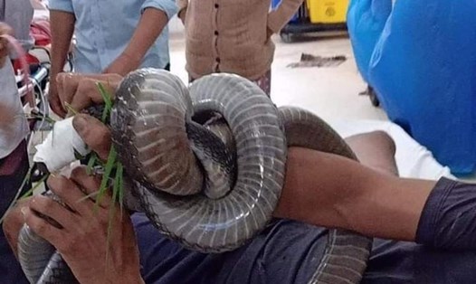Người đàn ông ở Tây Ninh mang con rắn cắn mình tới bệnh viện. Ảnh: Người dân cung cấp