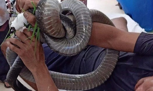 Người đàn ông mang con rắn cắn mình đến bệnh viện. Ảnh: Người dân cung cấp