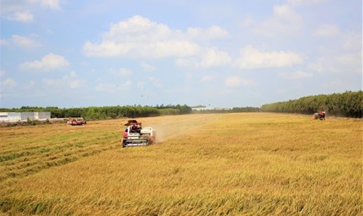 Giá lúa tại Việt Nam lại tăng do nhu cầu xuất khẩu lớn. Ảnh: TL
