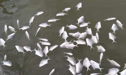 Cá nuôi lồng bè trên sông Chà Và đồng loạt chết là do thiếu oxy và bị nhiễm trùng quả dưa. Ảnh: Nguyên Dũng