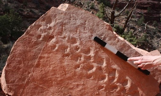 Các dấu chân hóa thạch 313 triệu năm tuổi đã được phát hiện ở công viên Quốc gia Grand Canyon, Arizona, Mỹ. Ảnh: CNN
