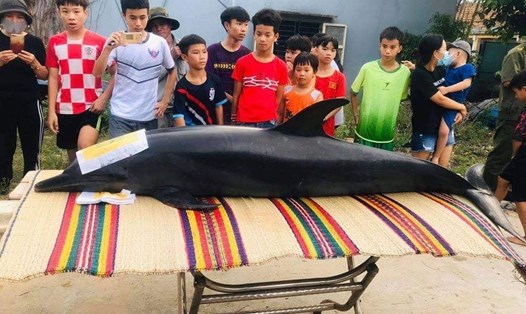 Cá Ông nặng gần 300kg lụy bờ ở Quảng Nam. Ảnh: Chí Đại