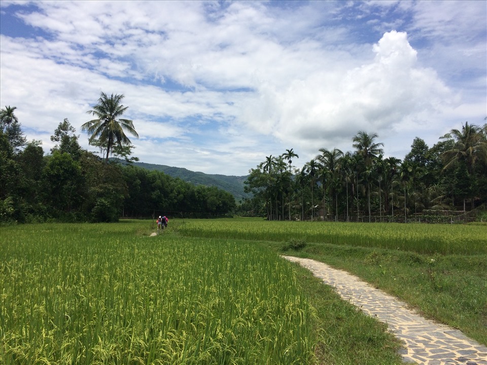 Những cánh đồng chen núi ở Tiên Phước đẹp như bức tranh. Ảnh: Thanh Hải