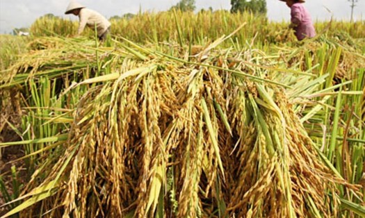 Giá gạo xuất khẩu tăng đẩy giá lúa thu mua tại ruộng tăng. Ảnh minh họa