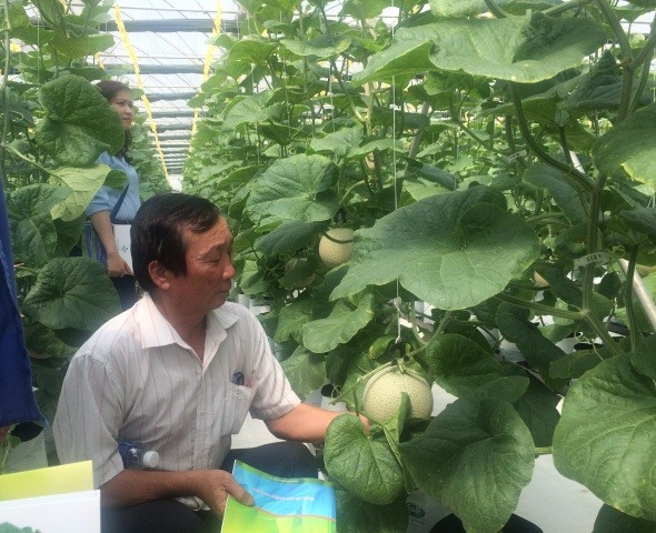 Mô hình nông nghiệp công nghệ cao tại TPHCM - Ảnh Đăng Hải