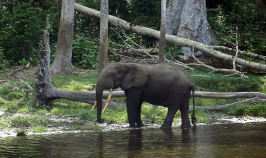 Vườn quốc gia Nouabale Ndoki ở phía bắc Cộng hòa Congo có diện tích rộng lớn, nơi sinh sống của hàng nghìn con voi, khỉ đột và linh dương quý hiếm. Ảnh: AFP