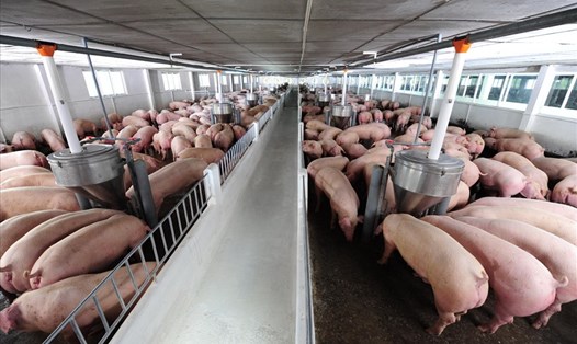 Giá lợn hơi doanh nghiệp bán ra ở mức khoảng 80.000 đồng/kg. Ảnh: Duy Linh