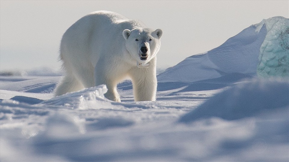 Chú gấu Bắc cực buồn nhất thế giới sẽ khiến bạn phải thắt lòng vì xót xa   2sao