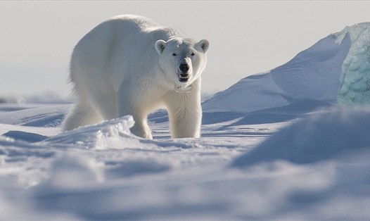 Gấu bắc cực ở quần đảo Svalbard, Na Uy. Ảnh: Sky News.