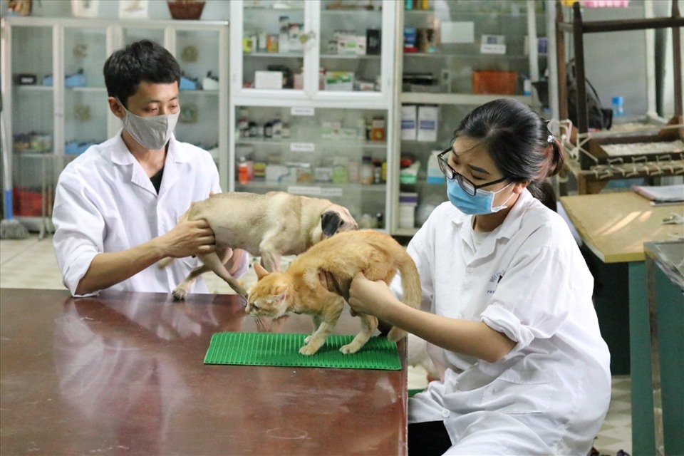 Hà Nội: Cụ bà 90 tuổi mở phòng khám chữa bệnh miễn phí cho thú cưng