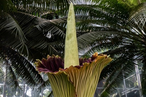 Hình ảnh hoa xác thối nở hoa tại vườn Botanic, Mỹ năm 2003. Ảnh: AFP