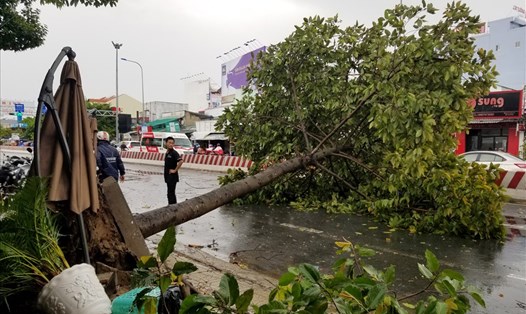 Cây cao trên 10m bị bật gốc, ngã chắn ngang đường Nguyễn Văn Linh (phường Hưng Lợi, quận Ninh Kiều). Ảnh: N.T