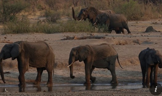 11 con voi chết bí ẩn ở Zimbabwe đang được các nhà chức trách điều tra. Ảnh: Guardian