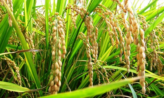 Giá gạo xuất khẩu cao đẩy giá lúa tươi thu mua tại ruộng cao. Ảnh: Hưng Cúc