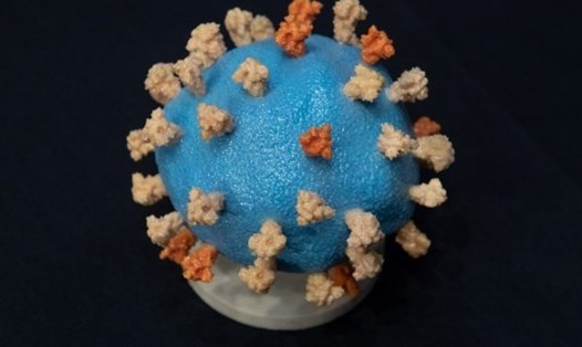 Một mô hình virus Corona trên bàn trong một điều trần của Thượng viện Mỹ về chiến dịch Thần tốc (Warp Speed) để nghiên cứu, sản xuất và phân phối vaccine COVID-19 an toàn và hiệu quả ở Washington, DC hôm 2.7. Ảnh: AFP.