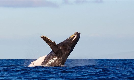Cá voi lưng gù trưởng thành có thể có kích thước từ 14 đến 19m và nặng tới 40 tấn. Ảnh: Fox News.