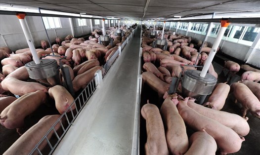 Ngành nông nghiệp đặt mục tiêu tán đàn lợn hiệu quả, giảm áp lực nguồn cung thịt lợn từ đó kéo giá thịt lợn giảm. Ảnh: Duy Linh