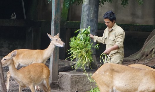 Chăm sóc thú nuôi ở Thảo Cầm Viên Sài Gòn