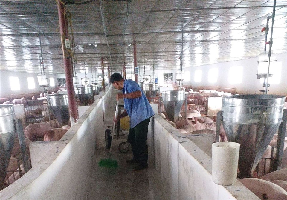 Hợp tác xã Thanh niên Thượng Phú quy mô chăn nuôi 1.200 con lợn/lứa do anh Trường làm Giám đốc. Ảnh: TT.