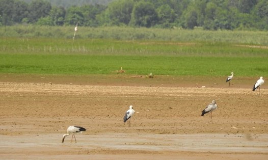 Chim giang sen trên hồ Trị An. Ảnh: Khu bảo tồn thiên nhiên văn hoá Đồng Nai