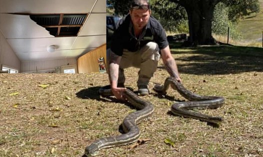 2 con rắn đực dài lần lượt 2,8m và 2,5m giành bạn tình, làm thủng trần nhà của dân ở Australia. Ảnh: Guardian