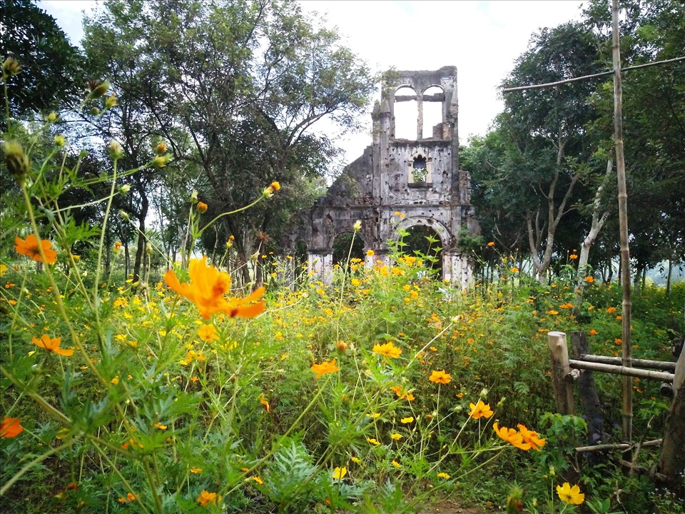 Hoa vàng rực rỡ quanh phế tích cổ giáo đường H'Bâu. Ảnh T.Tuấn