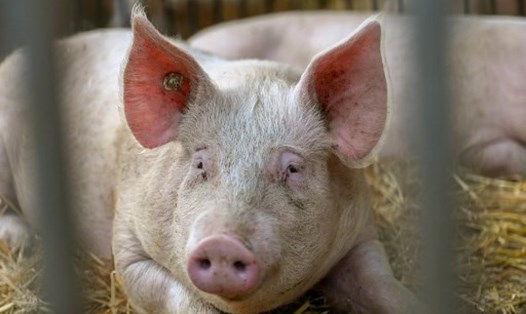 Đức đối mặt với nguy cơ dừng xuất khẩu thịt lợn ra bên ngoài các nước EU nếu bùng phát dịch tả lợn Châu Phi. Ảnh: AFP