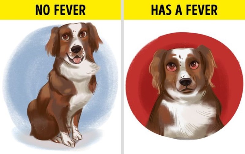 Những căn bệnh gì có thể gây ra tình trạng chó kêu ư ử?
