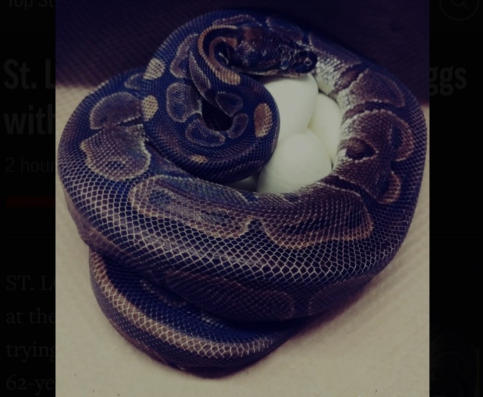 Trăn quả trứng ở Vườn thú St. Louis ở Mỹ đã đẻ 7 quả trứng dù không gần gũi với bạn tình trong ít nhất 2 thập kỷ. Ảnh: AP