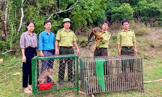 Cán bộ Vườn Quốc gia Vũ Quang tiến hành thả 4 cá thể khỉ và 1 con chim Diều hoa về rừng. Ảnh: KL.