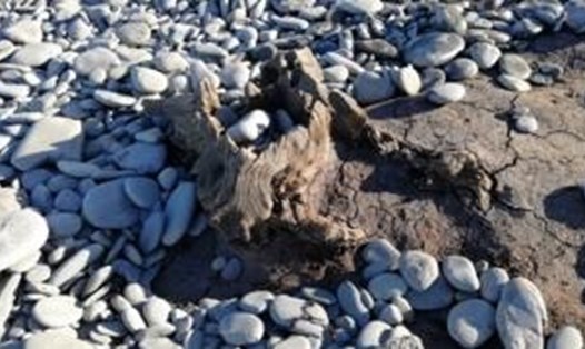 Một số gốc cây ở bãi biển Llanrhystud sau cơn bão Francis tấn công Wales hồi tháng 8. Ảnh: BBC.