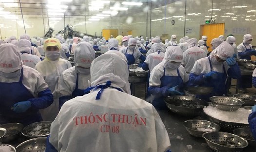 Lô hàng xuất khẩu tôm đầu tiên sẽ được Tập đoàn Thông Thuận thực hiện. Dự kiến trong tháng 9 DN này thu về 4,5 triệu USD từ xuất khẩu tôm vào EU. Ảnh: Anh Thơ