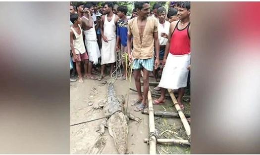 Con cá sấu bị người dân bắt làm "con tin" ở làng Midania, Ấn Độ sau trận lũ lụt do gió mùa. Ảnh: AFP.