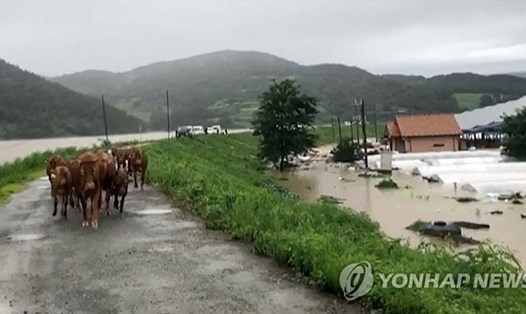 Quận Hapcheon ở tỉnh Nam Gyeongsang, Hàn Quốc hôm 8.8 khi mưa bão dội xuống khu vực. Ảnh: Yonhap
