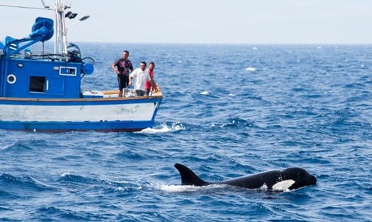 Cá voi sát thủ liên tiếp tấn công các tàu thuyền ở Tây Ban Nha trong suốt 2 tháng qua. Ảnh: The Guardian