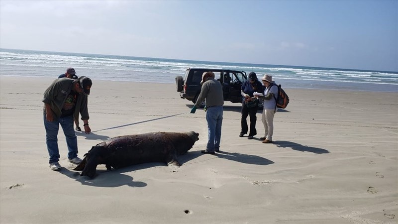 Thế giới động vật: 137 con sư tử biển chết bí ẩn ở bờ biển Mexico