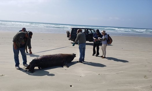 Một trong số 137 con sư tử biển chết trên bờ biển ở Mexico. Ảnh: Sky News