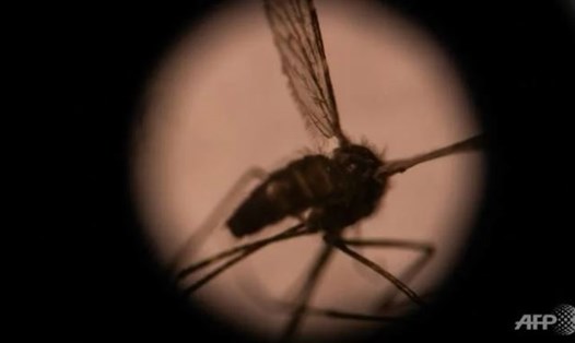 Nhóm muỗi Anopheles gambiae hiện đang là tác nhân chính làm lây lan bệnh sốt rét ở Châu Phi. Ảnh: AFP