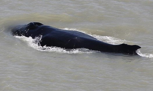 Hiện còn 1 con cá voi lưng gù vẫn đang bị mắc kẹt trong sông có cá sấu sinh sống, nhưng vẫn khỏe mạnh. Ảnh: CNN