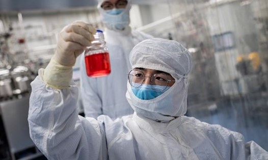 Kỹ thuật viên đang xem xét các tế bào khi thử nghiệm vaccine COVID-19 trong phòng thí nghiệm tại cơ sở Công nghệ sinh học Sinovac ở Bắc Kinh, Trung Quốc. Ảnh: AFP.