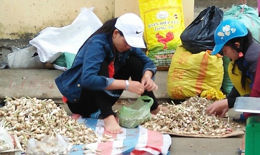 Vụ Đông - Xuân 2019 - 2020, sản lượng tỏi khô của huyện đảo Lý Sơn đạt trên 2.000 tấn. Ảnh: Thanh Chung