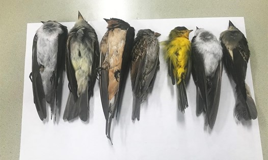 Các nhà khoa học đang đi tìm nguyên nhân hiện tượng chim chết số lượng lớn bất thường ở New Mexico, Mỹ. Ảnh: Đại học bang New Mexico