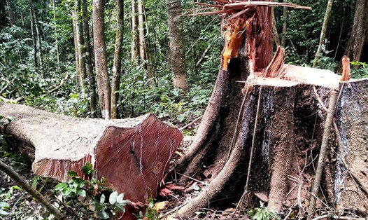 Phá rừng phòng hộ đầu nguồn tại xã Sró, huyện Kông Chro. Ảnh T.Tuấn