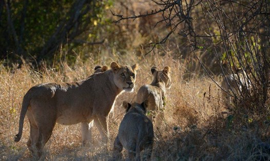 Sư tử tại các trang trại, khu bảo tồn động vật hoang dã tư nhân ở Nam Phi trở thành mục tiêu trong các cuộc săn bắn giải trí và mua bán xương sang một số quốc gia Châu Á. Ảnh minh họa: AFP