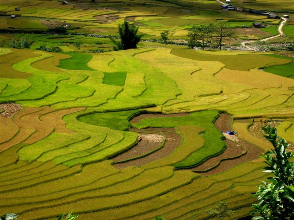 Mùa vàng Mù Cang Chải. Ảnh Lam Linh.