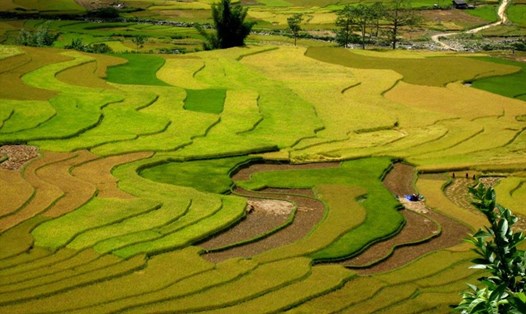 Mùa vàng Mù Cang Chải. Ảnh Lam Linh.
