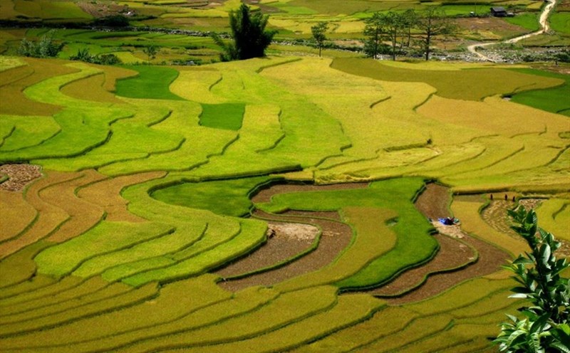 Mùa vàng Mù Cang Chải. Ảnh Lam Linh.